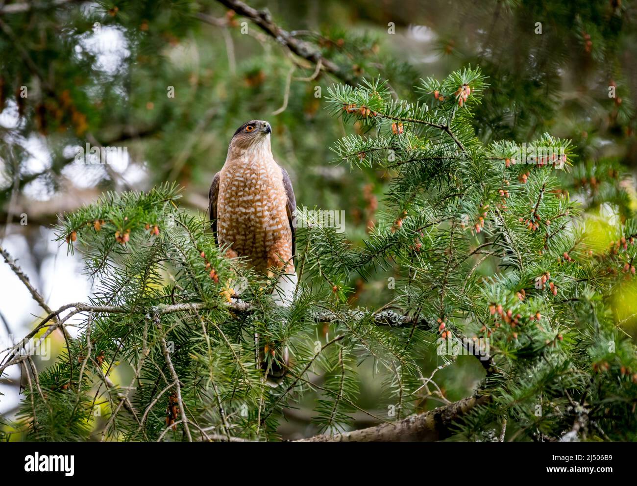 A male  Cooper`s hawk `  Accipitridae  cooperii ` perched in a tree looking for prey. Stock Photo